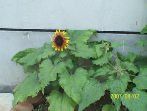 �齫�߼��������ƽ���Ƶ��ɽ����������������Ż�14�� ץ��117��...